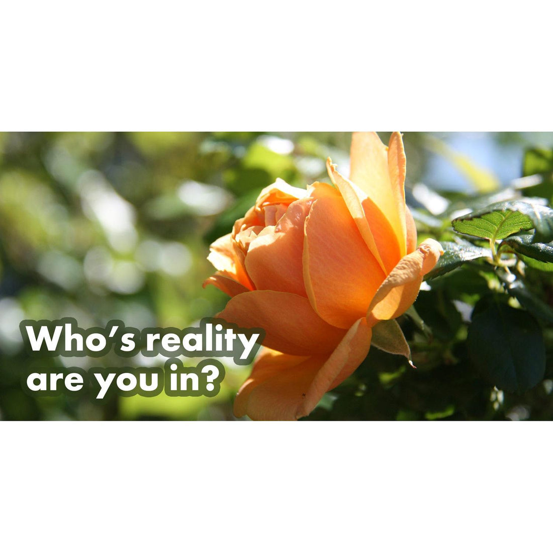 image for this article