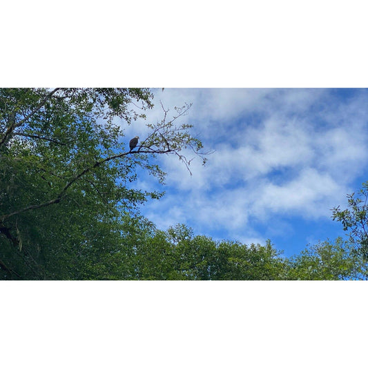 image for this article