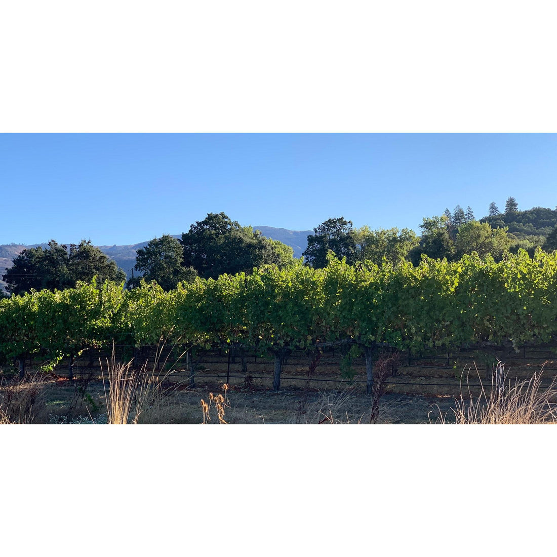 image for this article