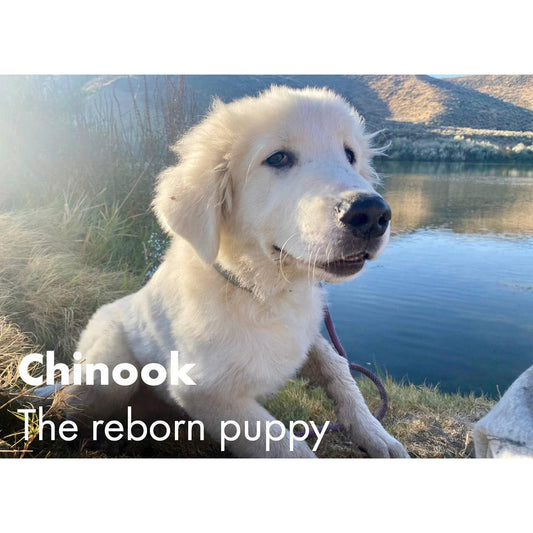 image for this article