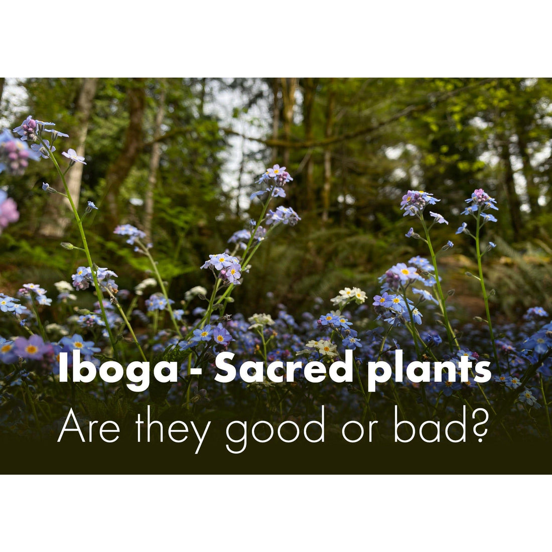 image for this article